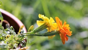 В Україні вдень подекуди спека до 38°, на заході - сильні дощі