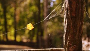 В Україні сьогодні до +25°, дощі та грози очікуються лише на заході