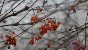 Сьогодні в Україні подекуди невеликі дощі, вдень до 9° тепла
